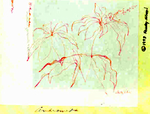 pg2pic.jpg (43030 bytes)