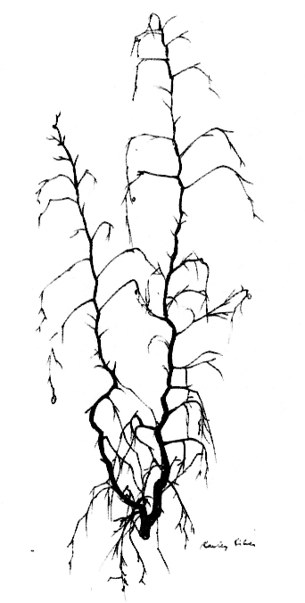 pg8pic.jpg (67685 bytes)